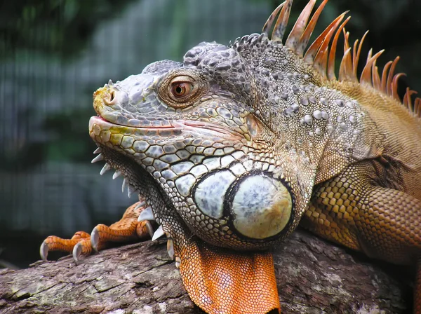 Iguana Smile