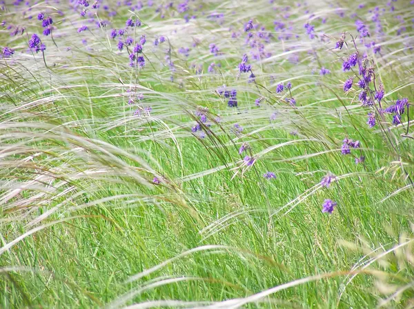 羽毛草とロシアの草原でサルビア — ストック写真