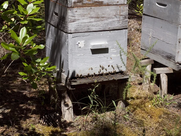 Arı kovanı etang de cousseau doğa, orman rezerv