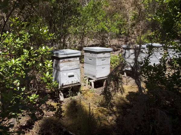 Arı kovanı etang de cousseau doğa, orman rezerv