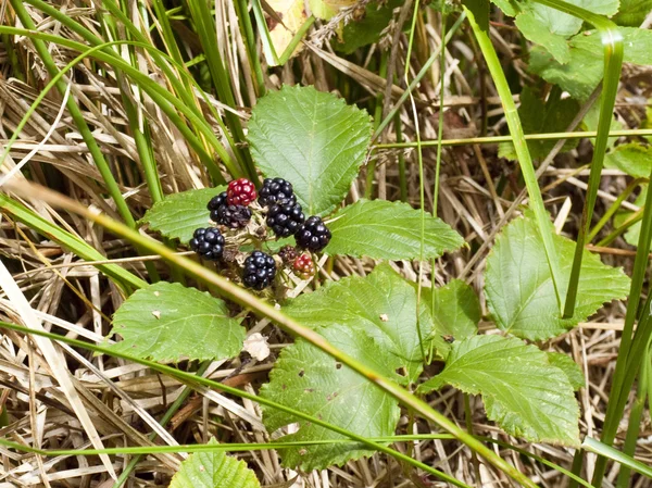 Fransa'nın Atlantik Sahili üzerinde ormandaki BlackBerry