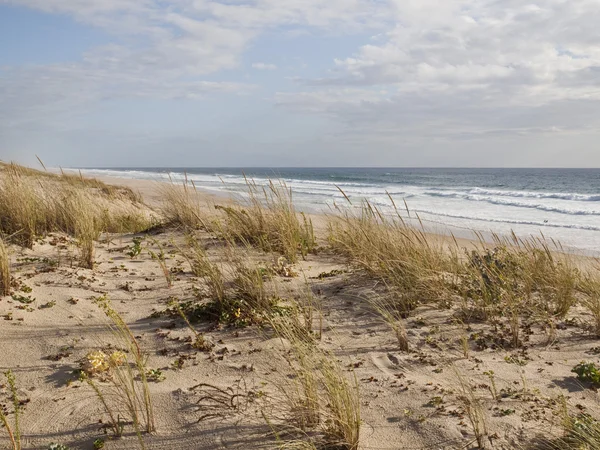 Dunes on Atlantic coast of France — Stock Photo, Image