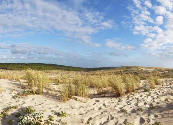 Fransa Atlantik kıyı kumulları