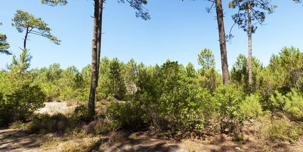 Orman, etang de cousseau doğa rezerv