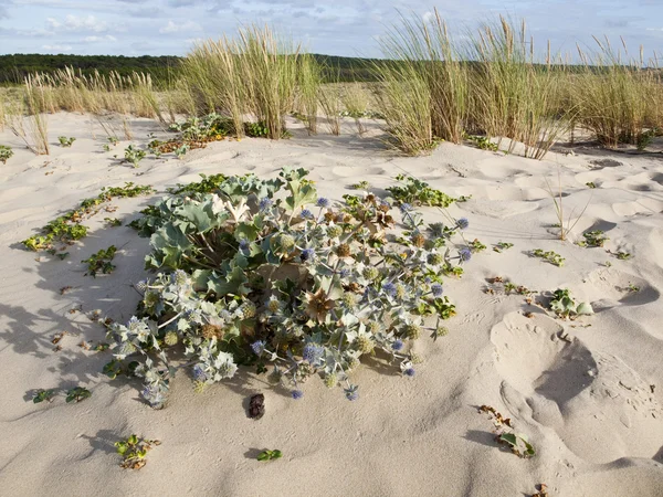 Havet järnek eller eryngium maritimum — Stockfoto