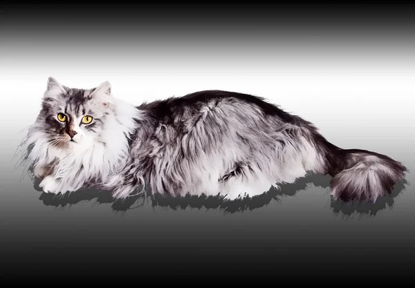 siyah ve beyaz arka plan üzerinde izole Sibirya Gri kedi