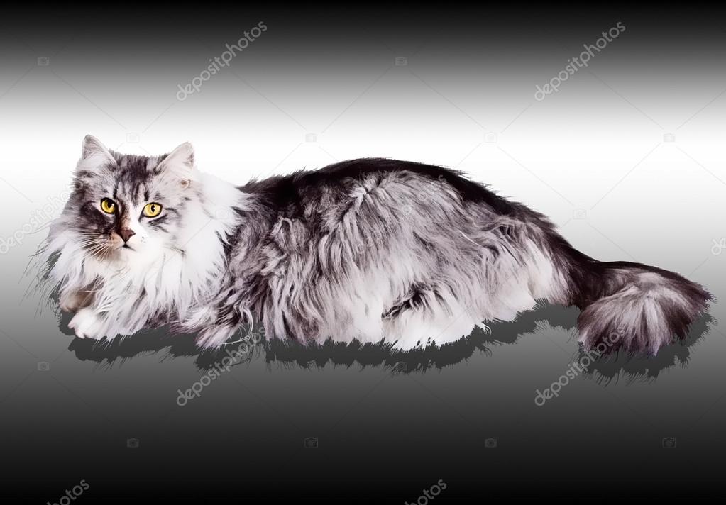 Siberian grey cat isolated on black and white background