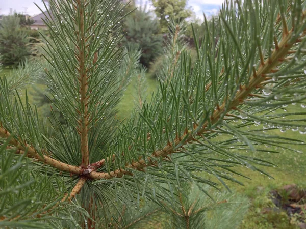 çam ağacı üzerinde Temmuz yağmur damlaları
