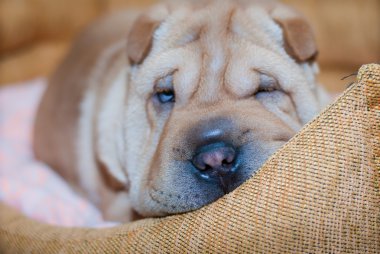 Shar pei