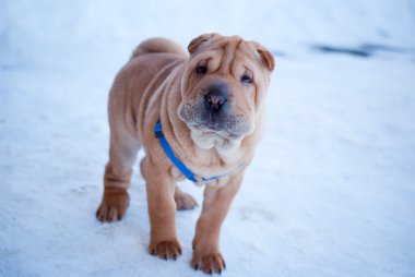 Shar pei