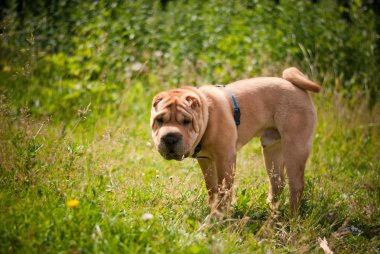 Shar pei