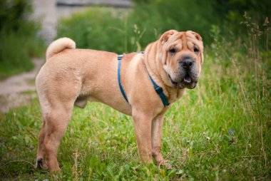 Shar pei