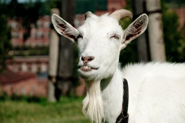 Portrait of a goat — Stock Photo, Image