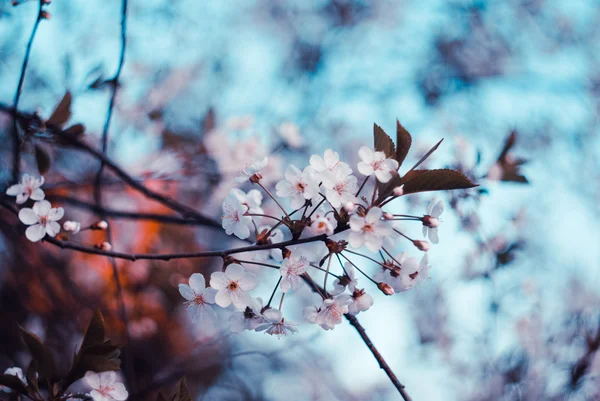 Frühling — Stockfoto