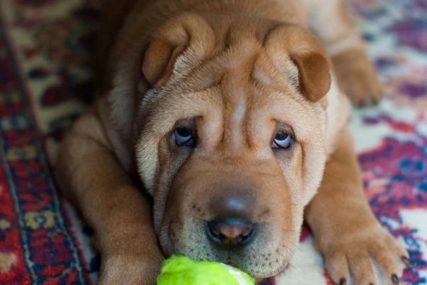 Shar Pei. — Foto de Stock