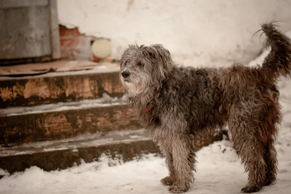 Perro callejero — Foto de Stock