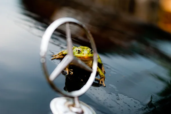 Frog on Mercedes Stock Photo