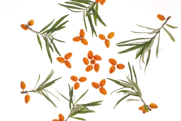 tıbbi turuncu meyve