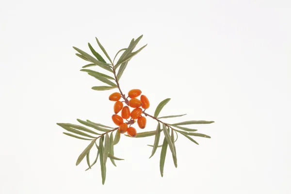 tıbbi turuncu meyve