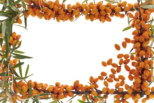 Gyógyászati narancssárga gyümölcs Jogdíjmentes Stock Fotók