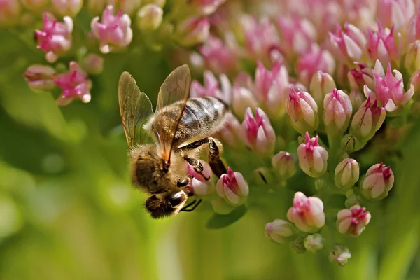 Lebah kerja — Stok Foto