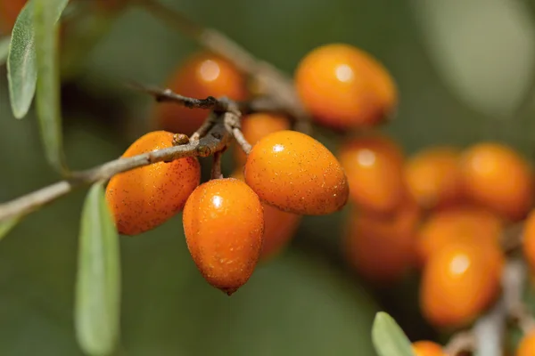 A narancssárga gyümölcs — Stock Fotó