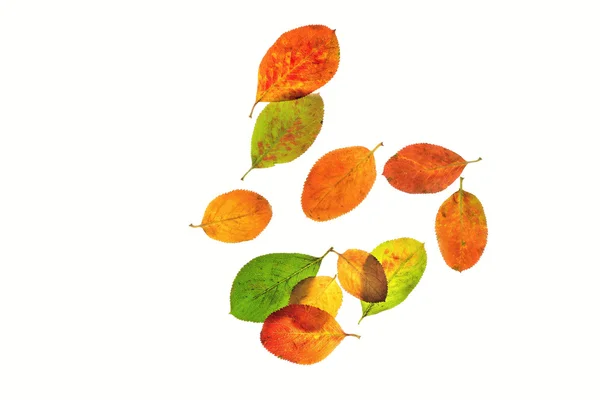 Las flores de otoño — Foto de Stock