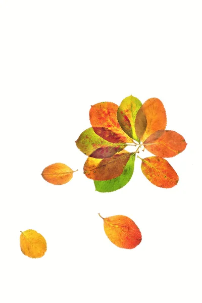 Las flores de otoño — Foto de Stock