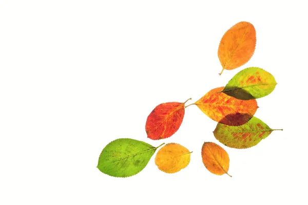 Az őszi virágok Jogdíjmentes Stock Fotók