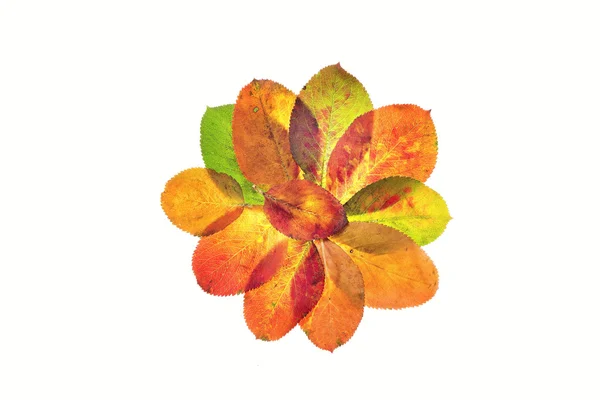 The autumn flowers — Stock Photo, Image