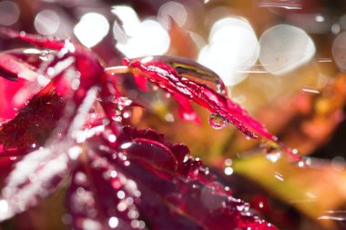 Su damlaları yapraklara düşer.