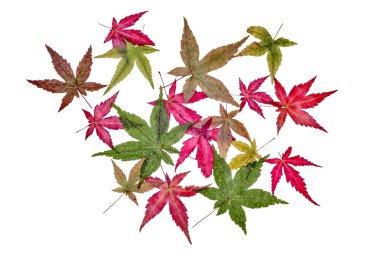 akçaağaç yaprakları