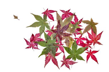 akçaağaç yaprakları