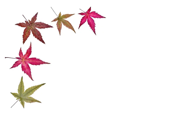 The maple leaves — Stock Photo, Image
