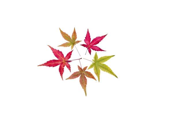 The maple leaves — Stock Photo, Image