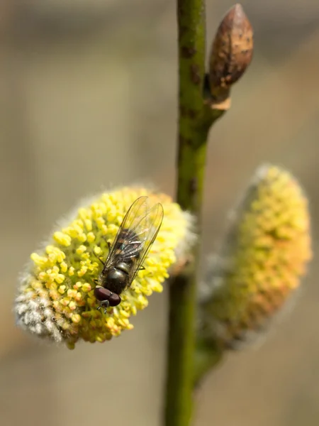 Brindille de saule avec fleur — Photo