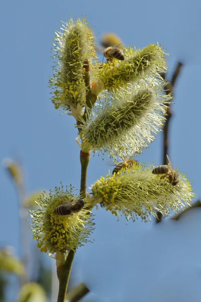 Ramoscello di salice con fiore — Foto Stock