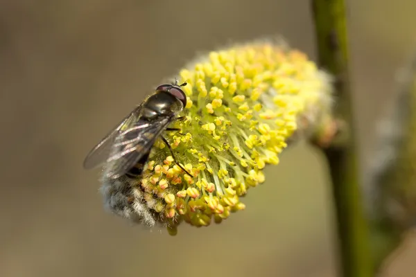 L'ape che lavora — Foto Stock