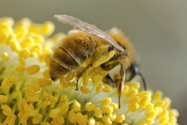 L'ape che lavora — Foto Stock