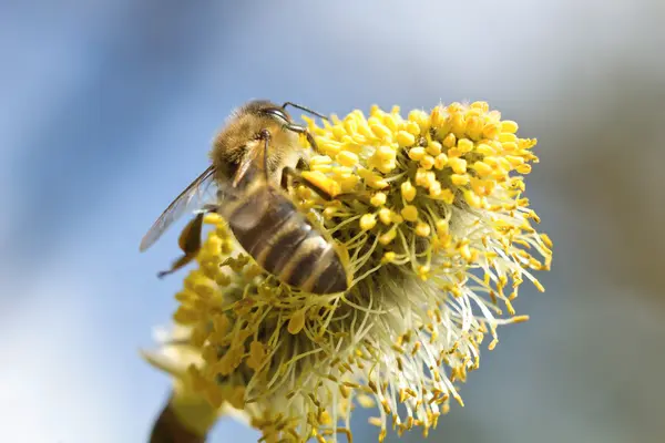 L'ape che lavora — Foto Stock