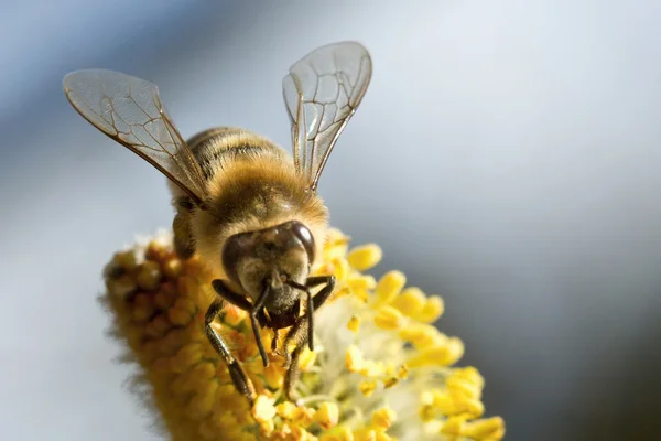 The working bee — Stock Photo, Image