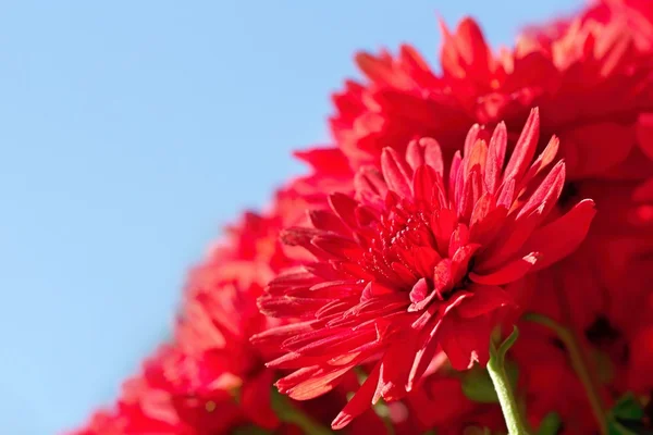 Autumn chrysanthemum — Stock Photo, Image