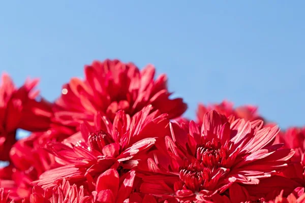 Autumn chrysanthemum — Stock Photo, Image