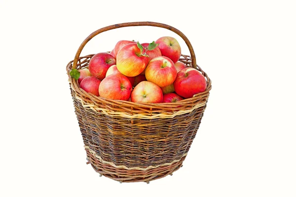 The colored apples in autumn — Stock Photo, Image