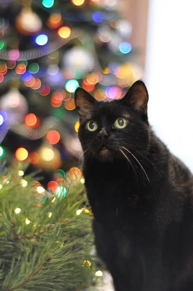 Carino Gatto Nero Albero Natale — Foto Stock