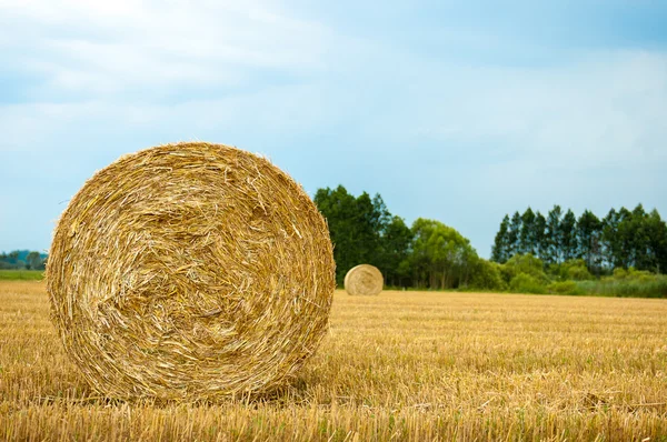 Balle di paglia — Foto Stock