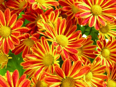 gerbera çiçekleri