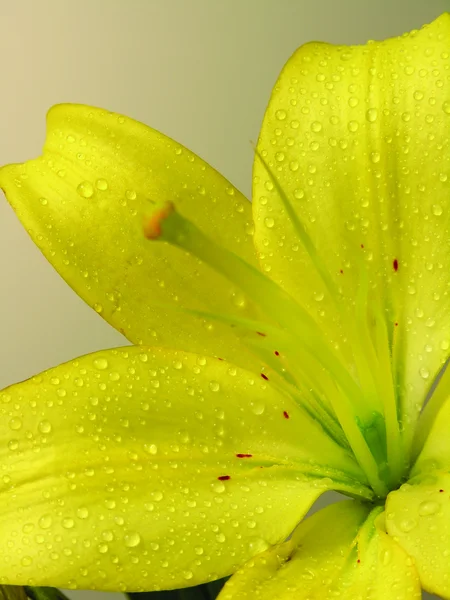 Liljeblomma närbild — Stockfoto