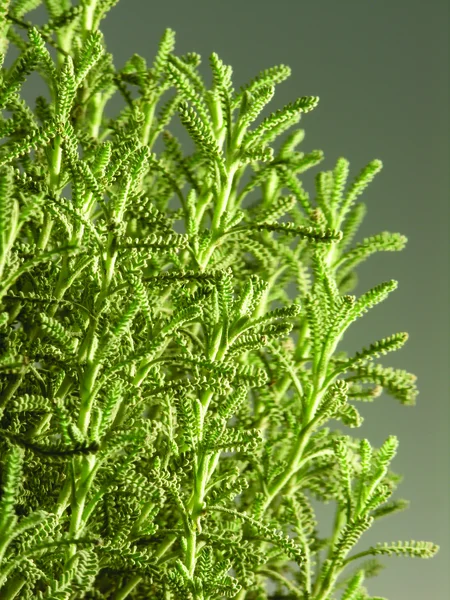 Green plant — Stock Photo, Image