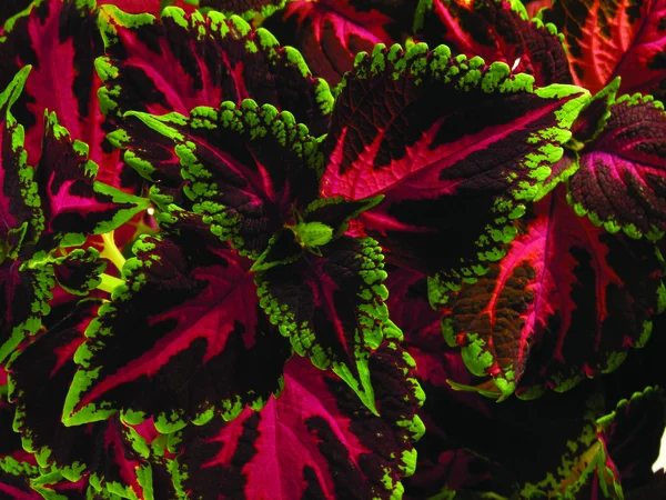 As folhas roxas e verdes de um Coleus — Fotografia de Stock